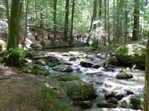 Das Höllbachtal liegt südlich von Falkenstein zwischen Brennberg und Rettenbach im Naturpark Bayerischer Wald.